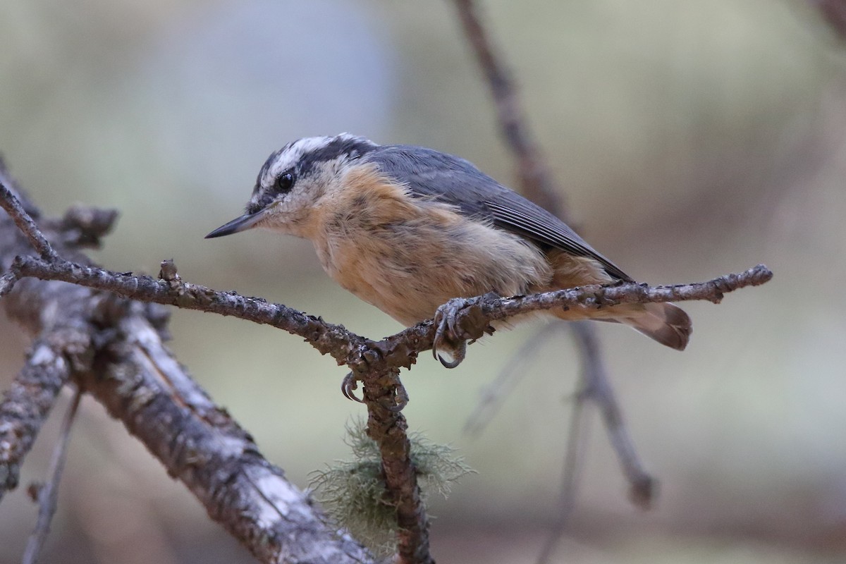 Red-breasted Nuthatch - ML356670631