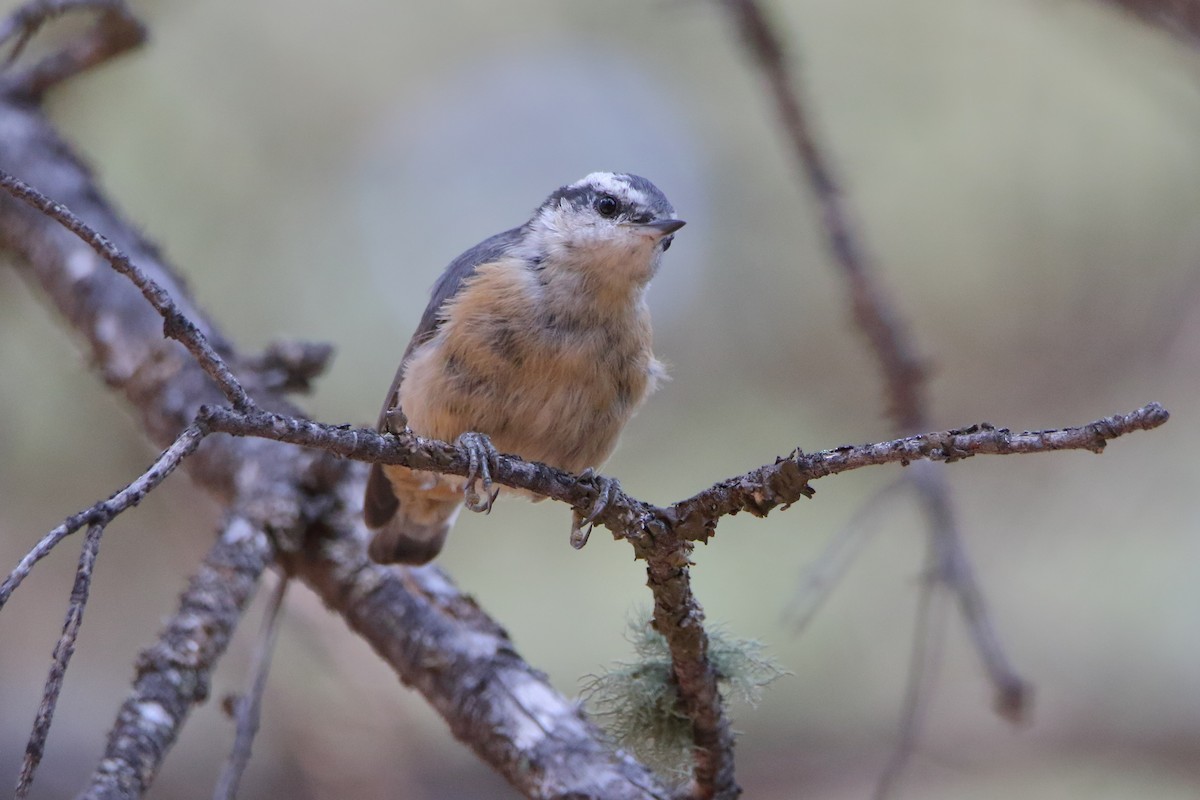 Red-breasted Nuthatch - ML356670711