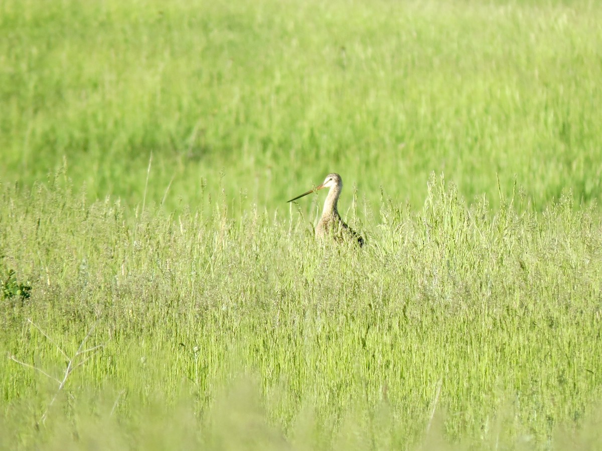 Marbled Godwit - Lisa Owens