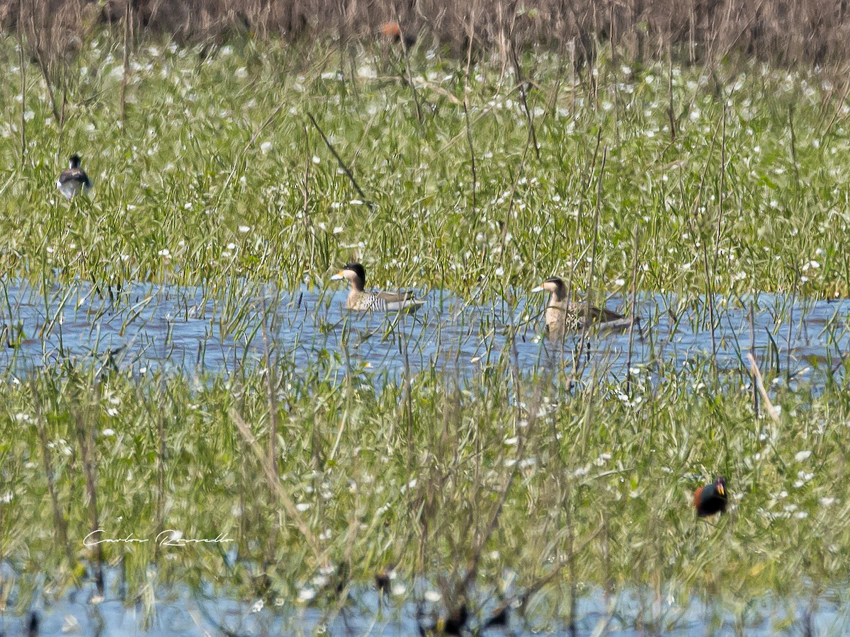 Silver Teal - Carlos Rossello