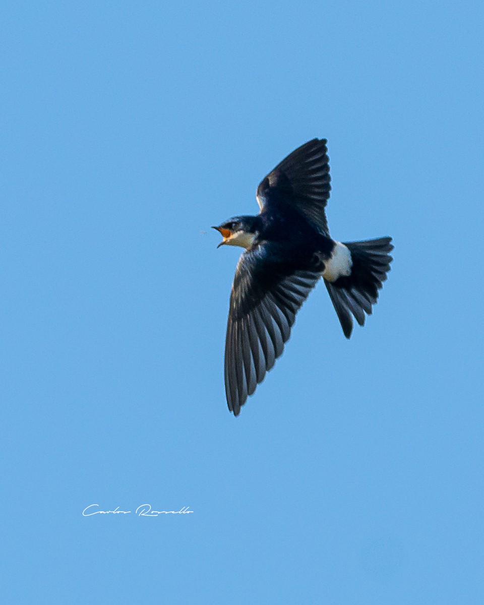 Chilean Swallow - Carlos Rossello