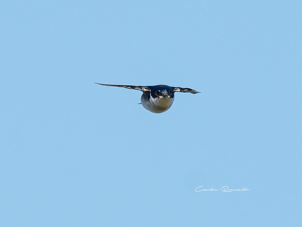 Chilean Swallow - Carlos Rossello