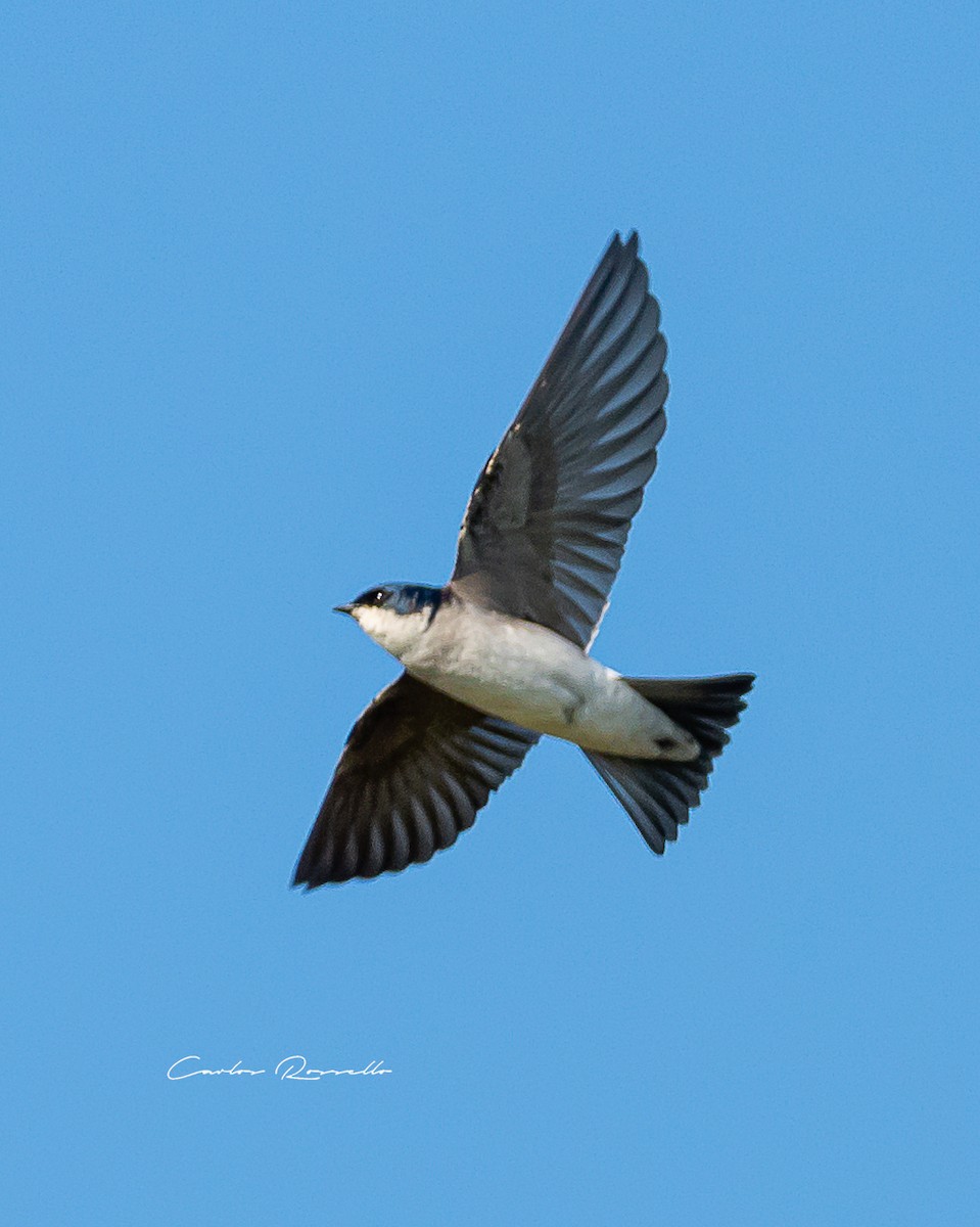 Chilean Swallow - Carlos Rossello