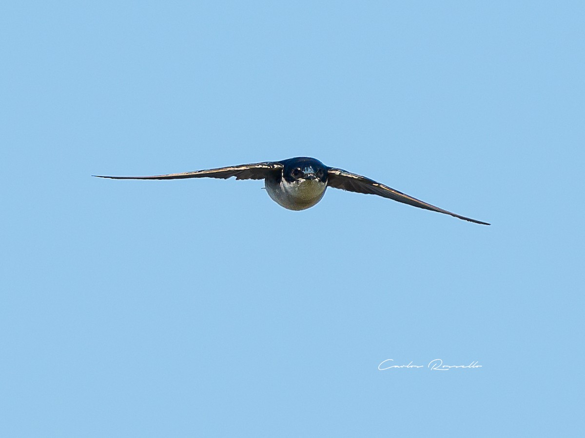 Chilean Swallow - Carlos Rossello
