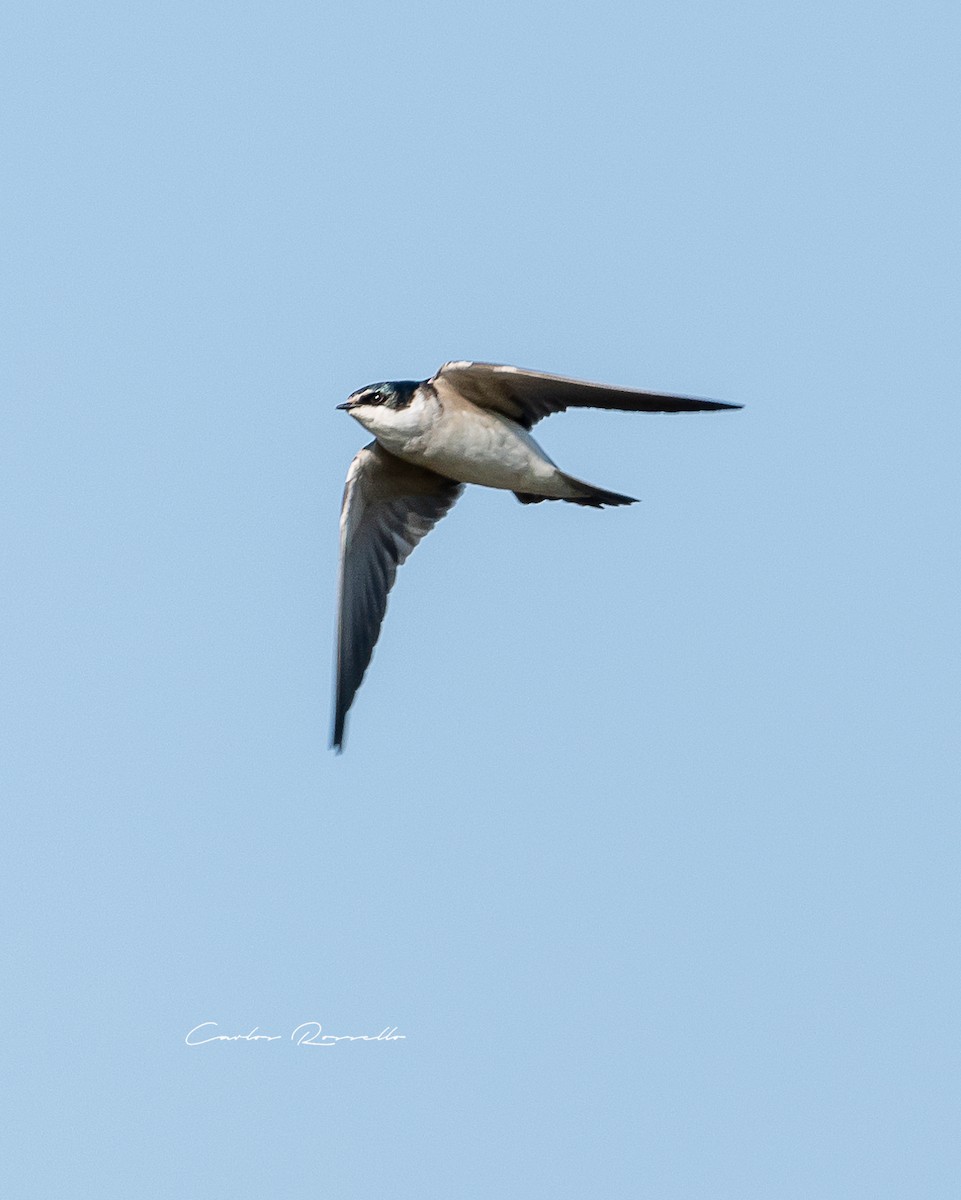 Golondrina Cejiblanca - ML356676101