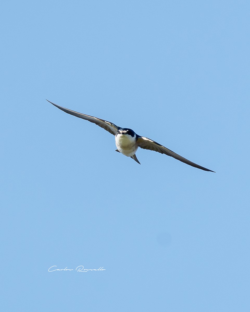 White-rumped Swallow - ML356676131