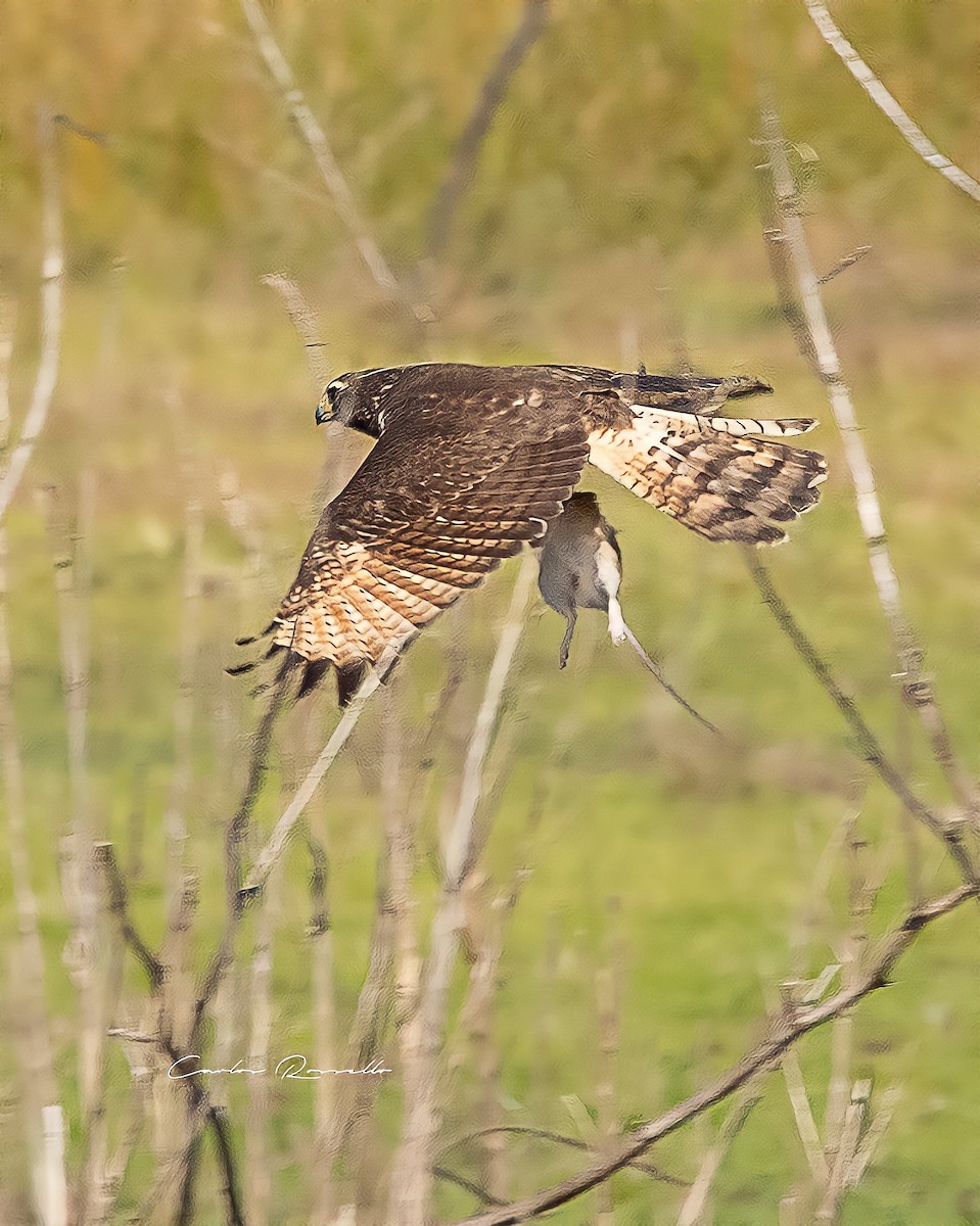 Roadside Hawk - ML356676581