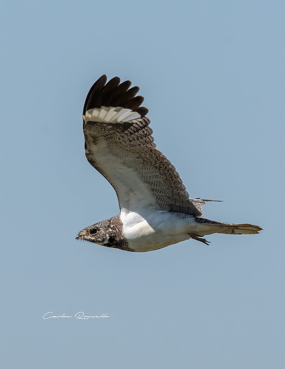 Nacunda Nighthawk - Carlos Rossello