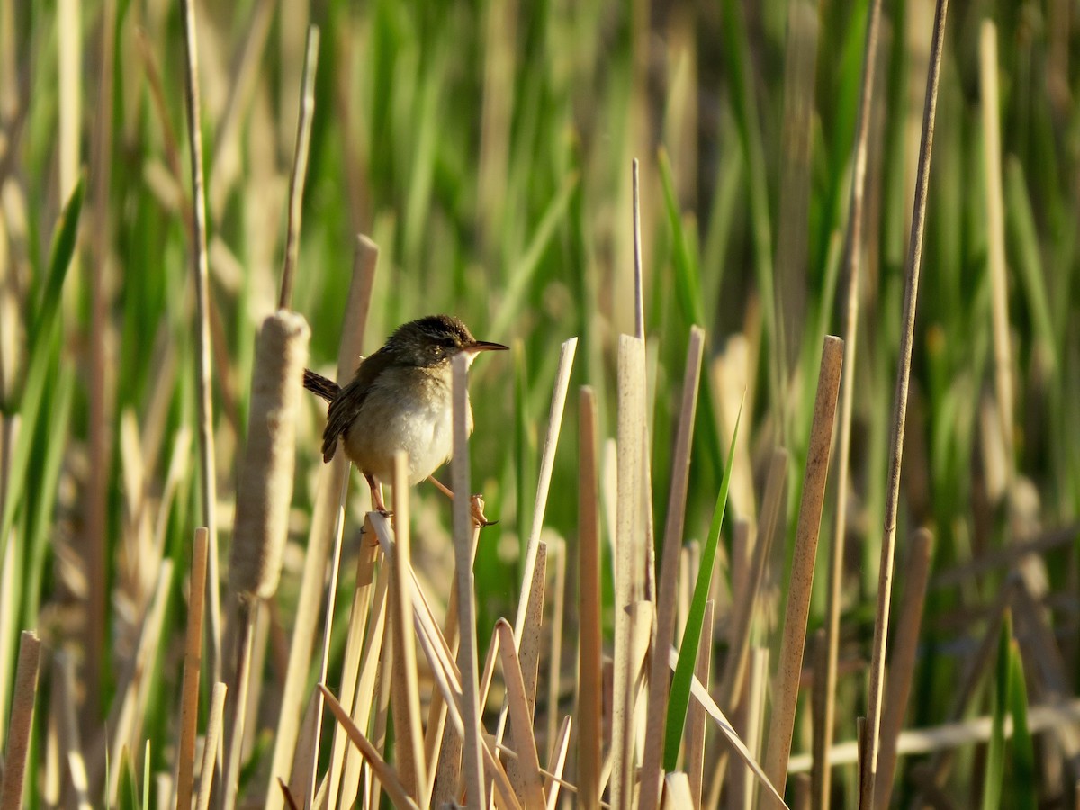 Marsh Wren - ML356677461