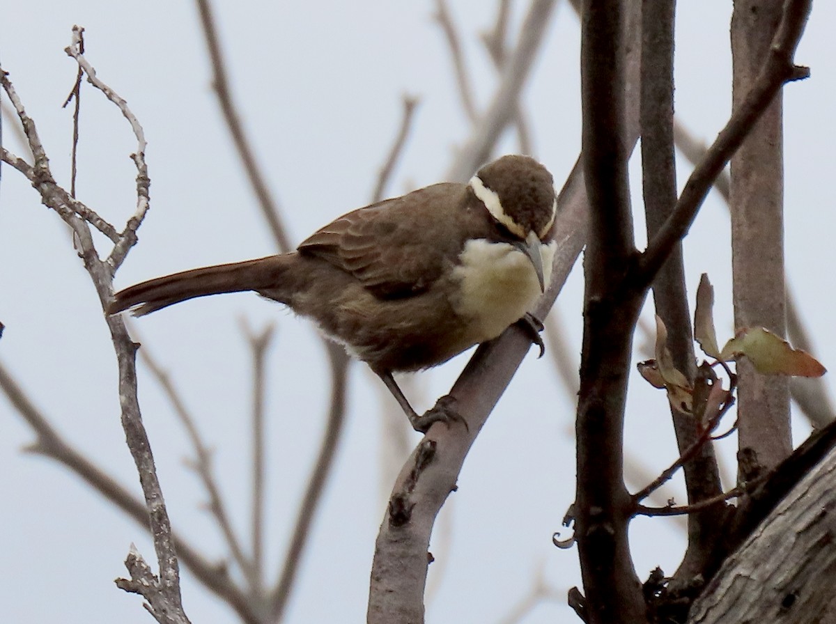 White-browed Babbler - Peter Taylor (ex Birding SW)