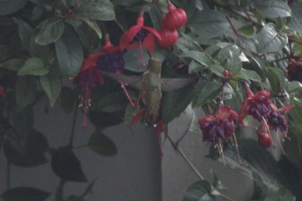 Rufous Hummingbird - ML356678871