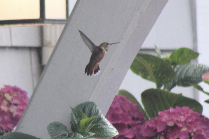 Rufous Hummingbird - ML356678881
