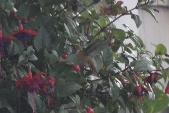 Rufous Hummingbird - ML356678891