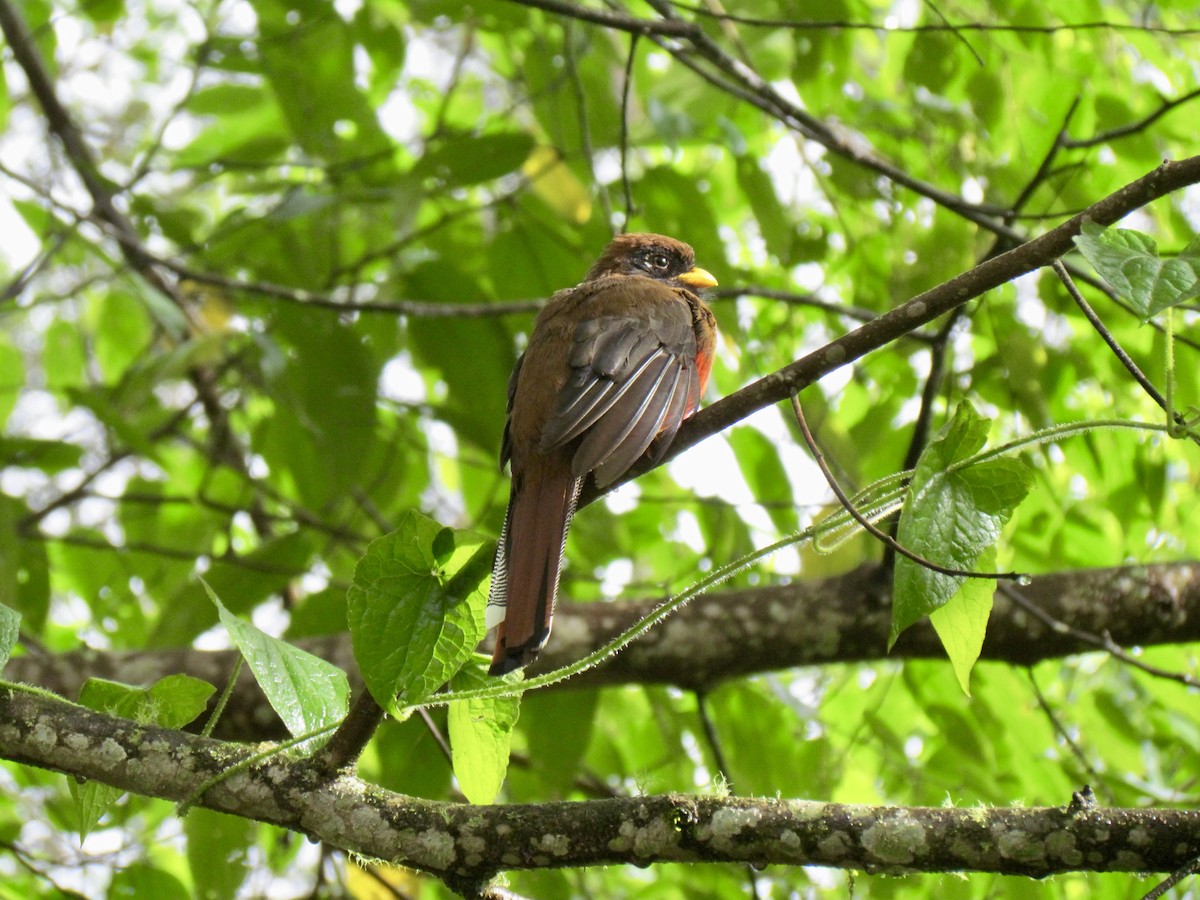 Masked Trogon - ML356679541