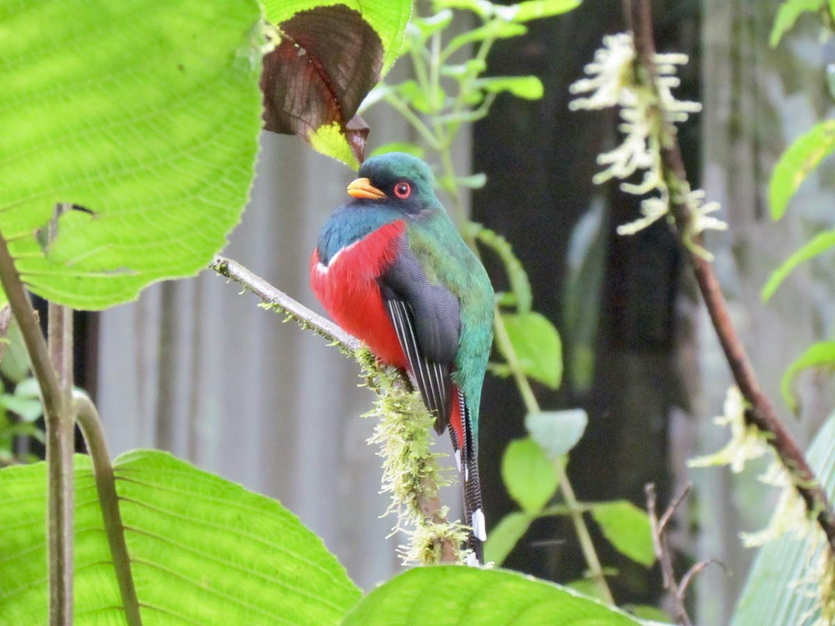 Masked Trogon - Lisa Owens