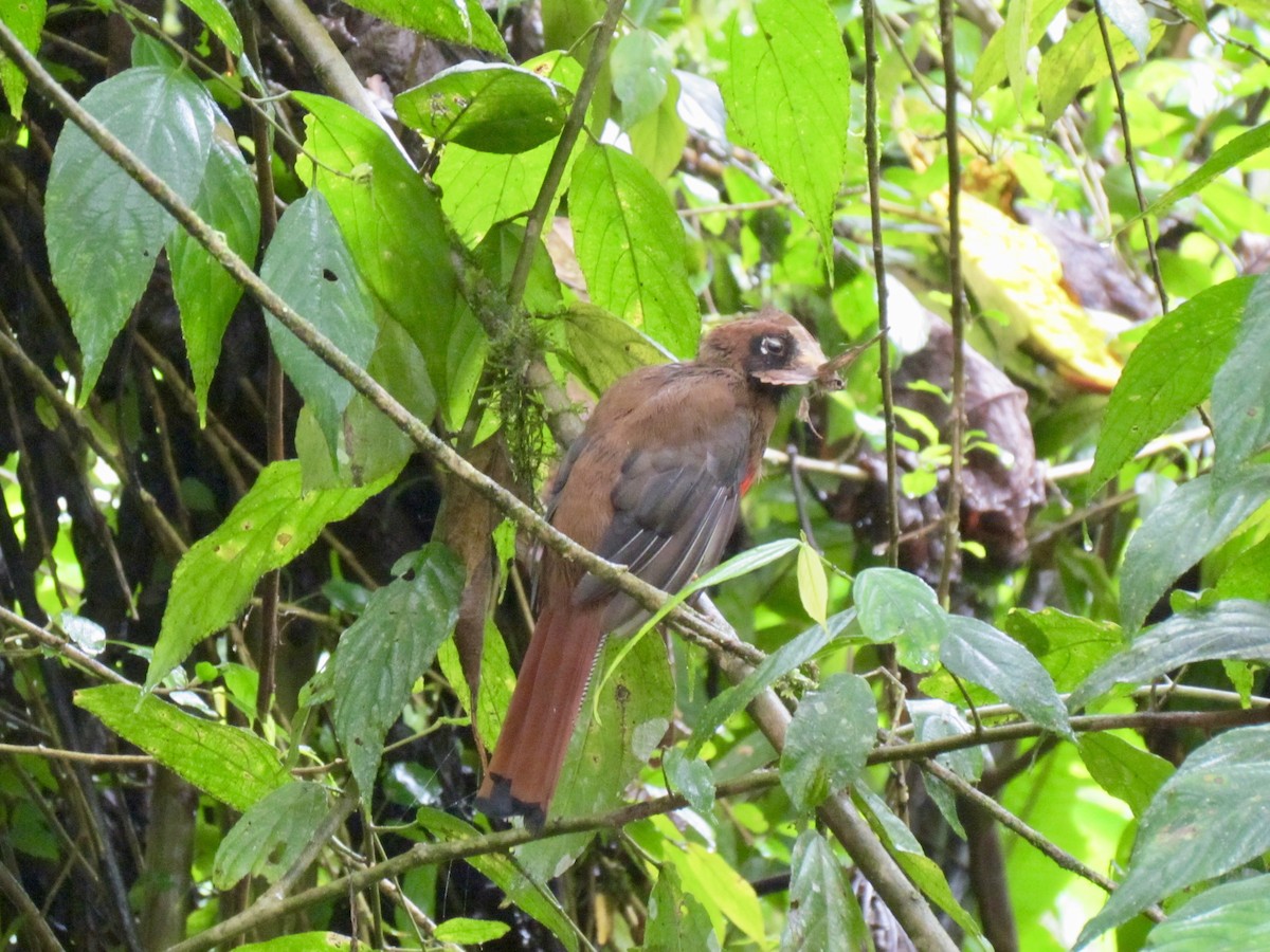 Masked Trogon - ML356679571