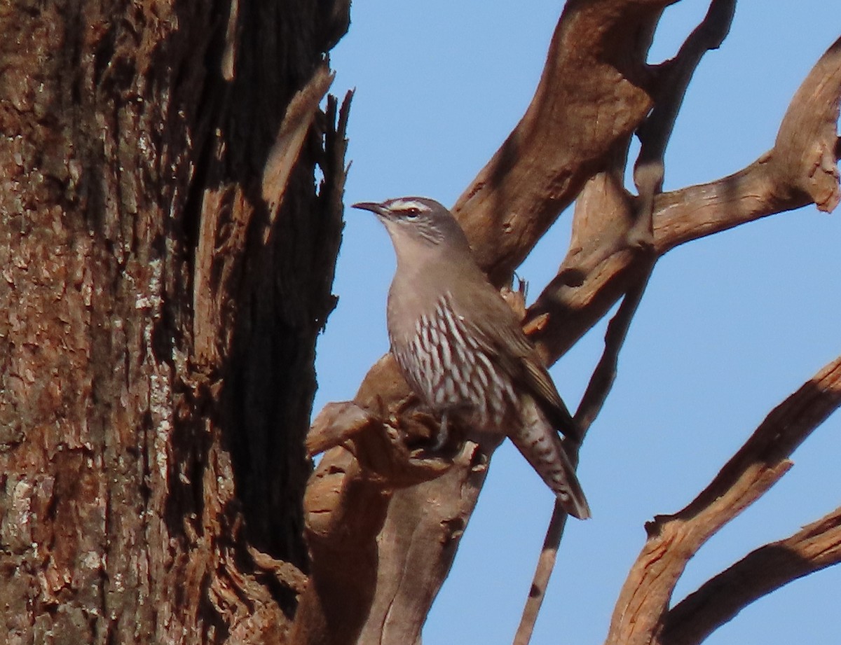 White-browed Treecreeper - ML356682821