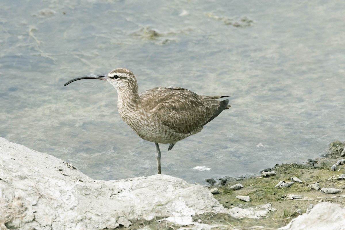 Regenbrachvogel - ML356683281