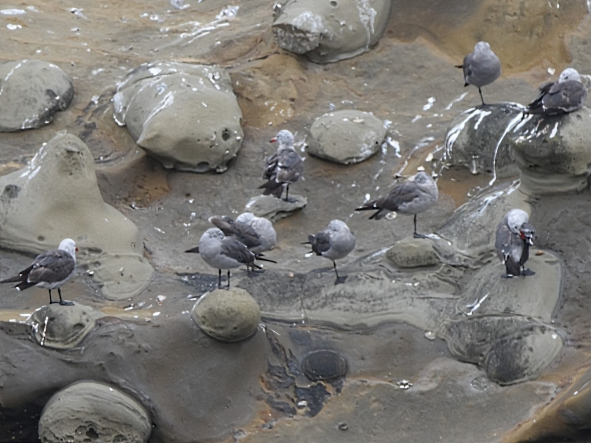 Gaviota Mexicana - ML356684971