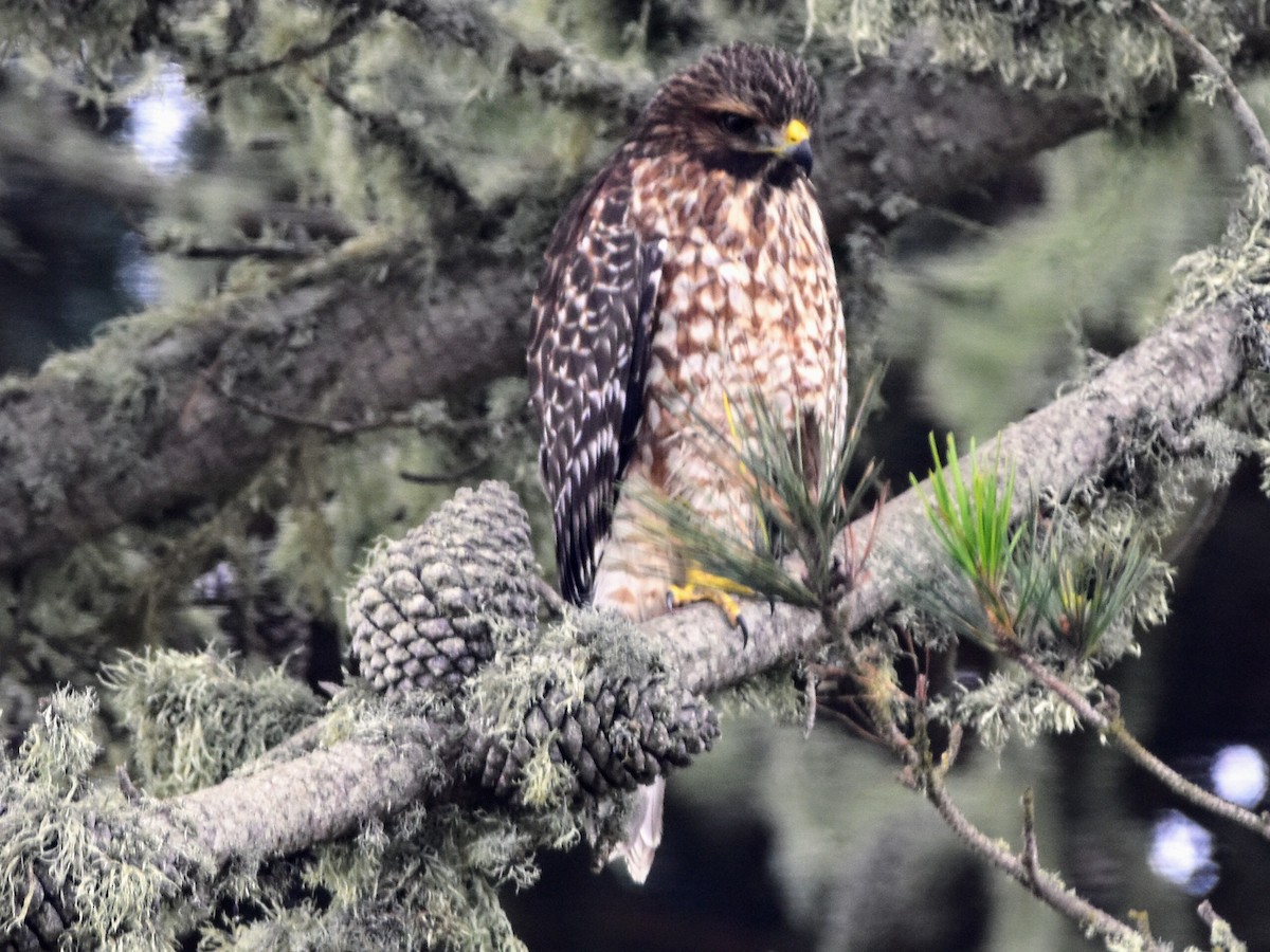 Red-shouldered Hawk - Tom Duncan