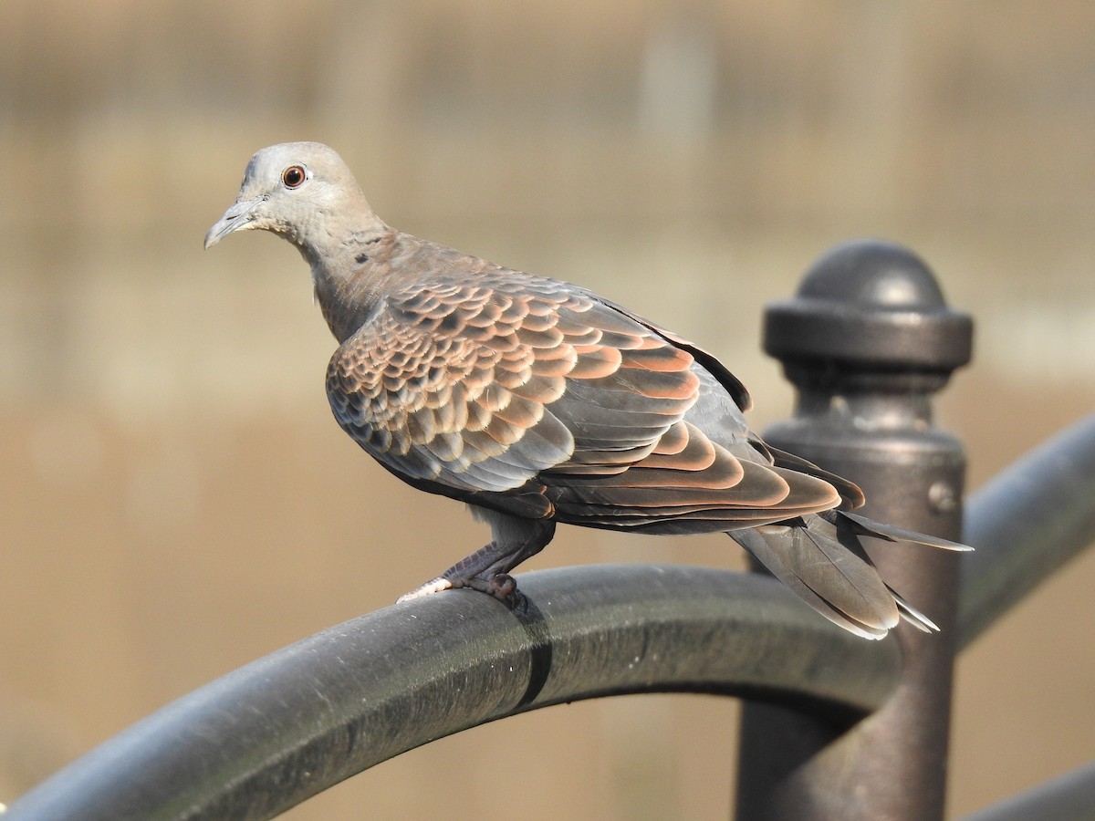 Oriental Turtle-Dove - ML356685481