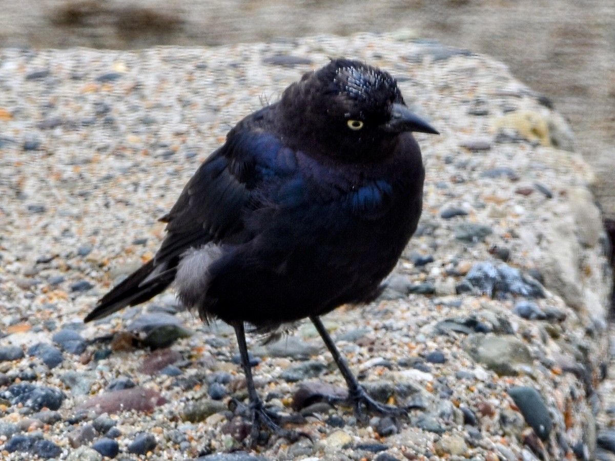 Brewer's Blackbird - ML356685821