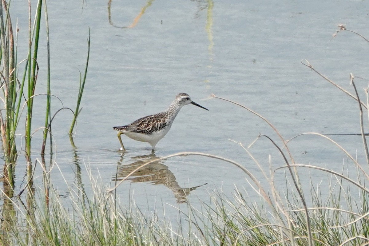 Marsh Sandpiper - ML356686581