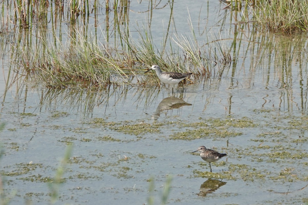 Marsh Sandpiper - Mira Milovanović