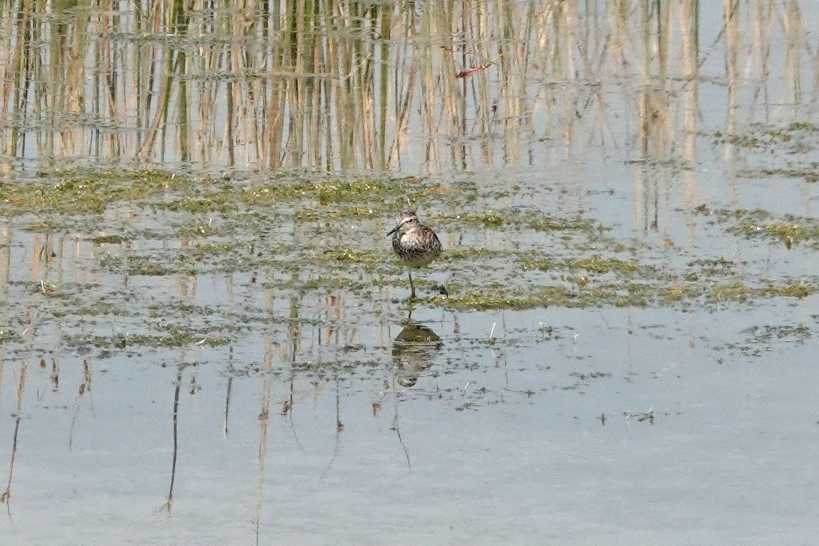 Wood Sandpiper - ML356686661