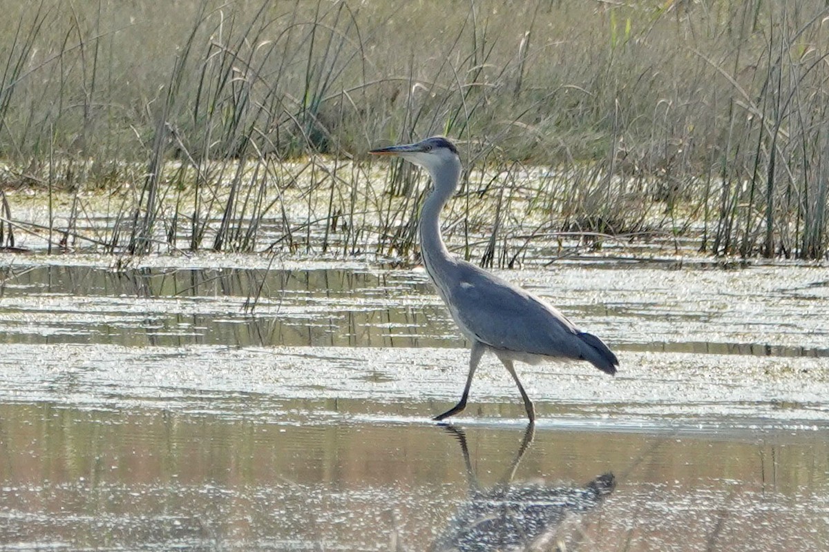 Gray Heron - Mira Milovanović