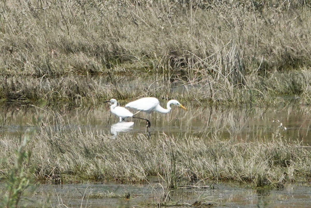 Great Egret - Mira Milovanović