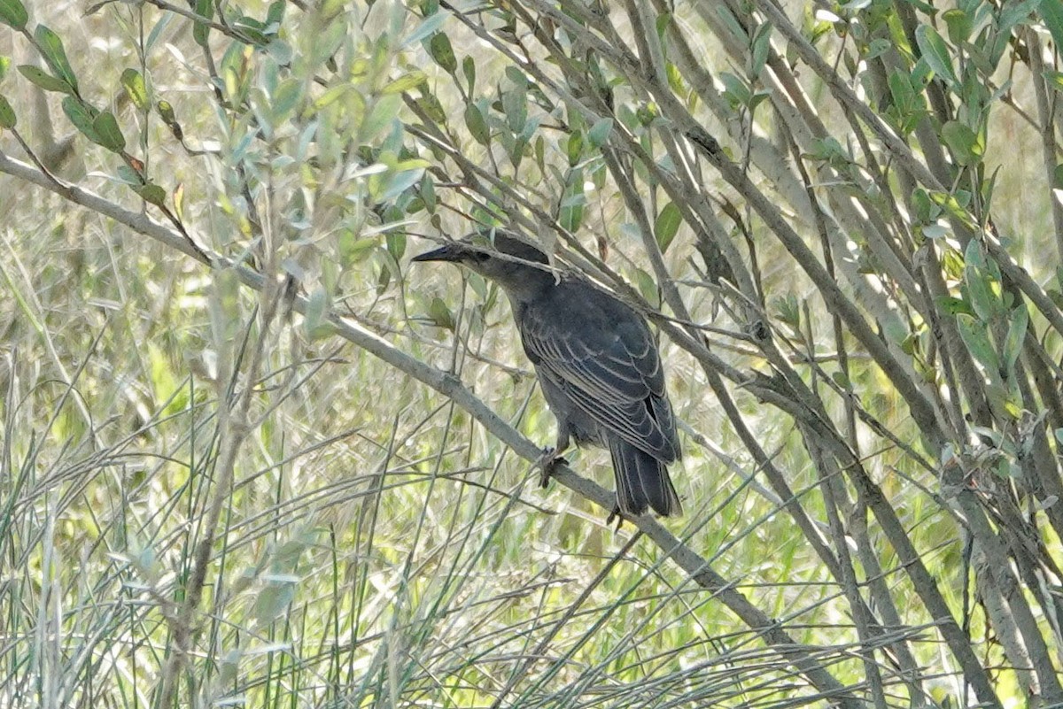 European Starling - ML356687011