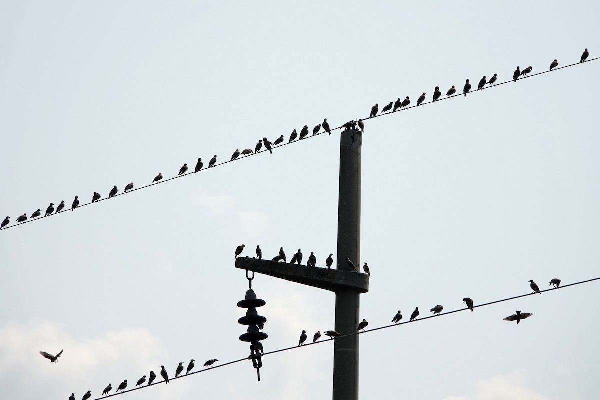 European Starling - Mira Milovanović