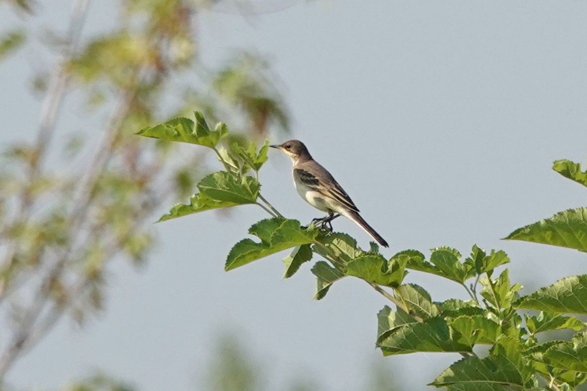 Western Yellow Wagtail - Mira Milovanović