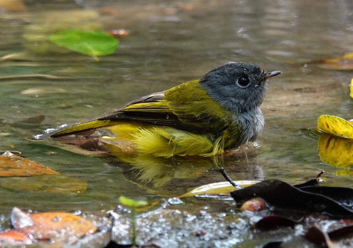 Gray-headed Canary-Flycatcher - ML356687281