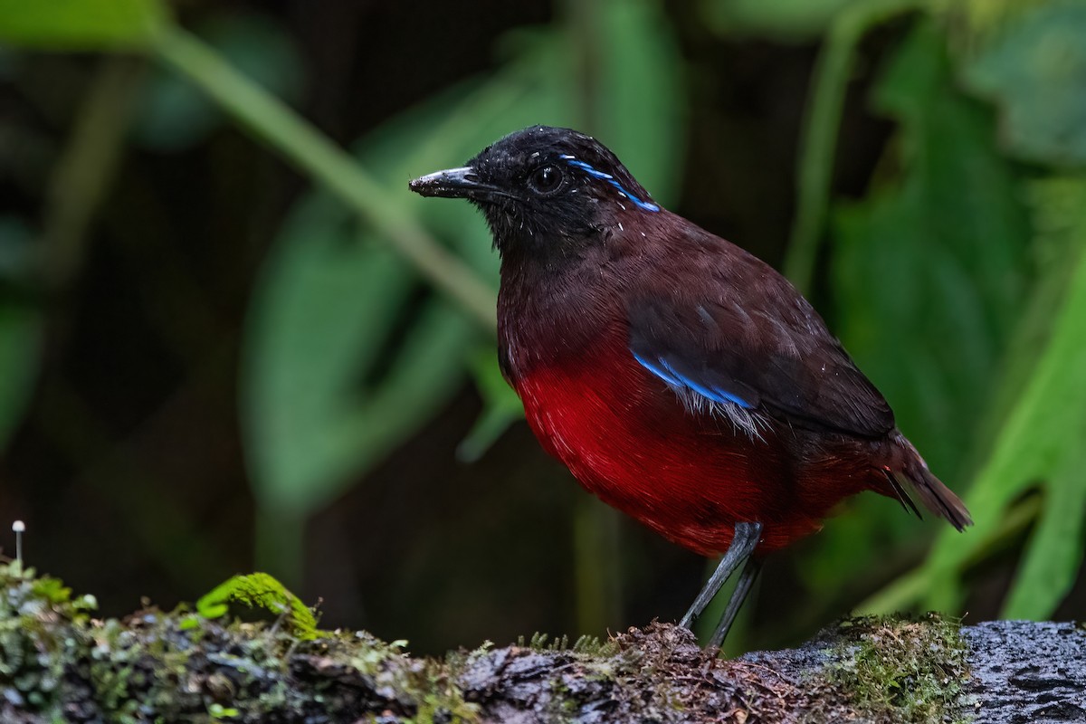 Graceful Pitta - Ngoc Sam Thuong Dang