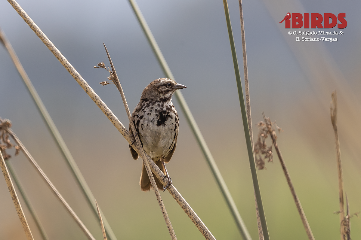 Song Sparrow - C. Salgado-Miranda & E. Soriano-Vargas