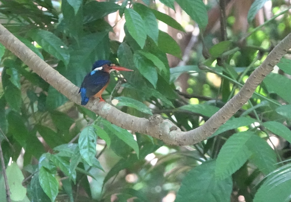 Blue-eared Kingfisher - ML356690521