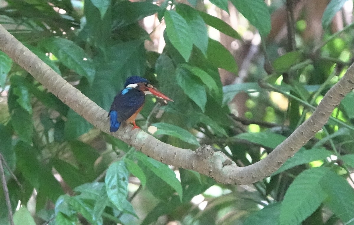 Blue-eared Kingfisher - ML356690531