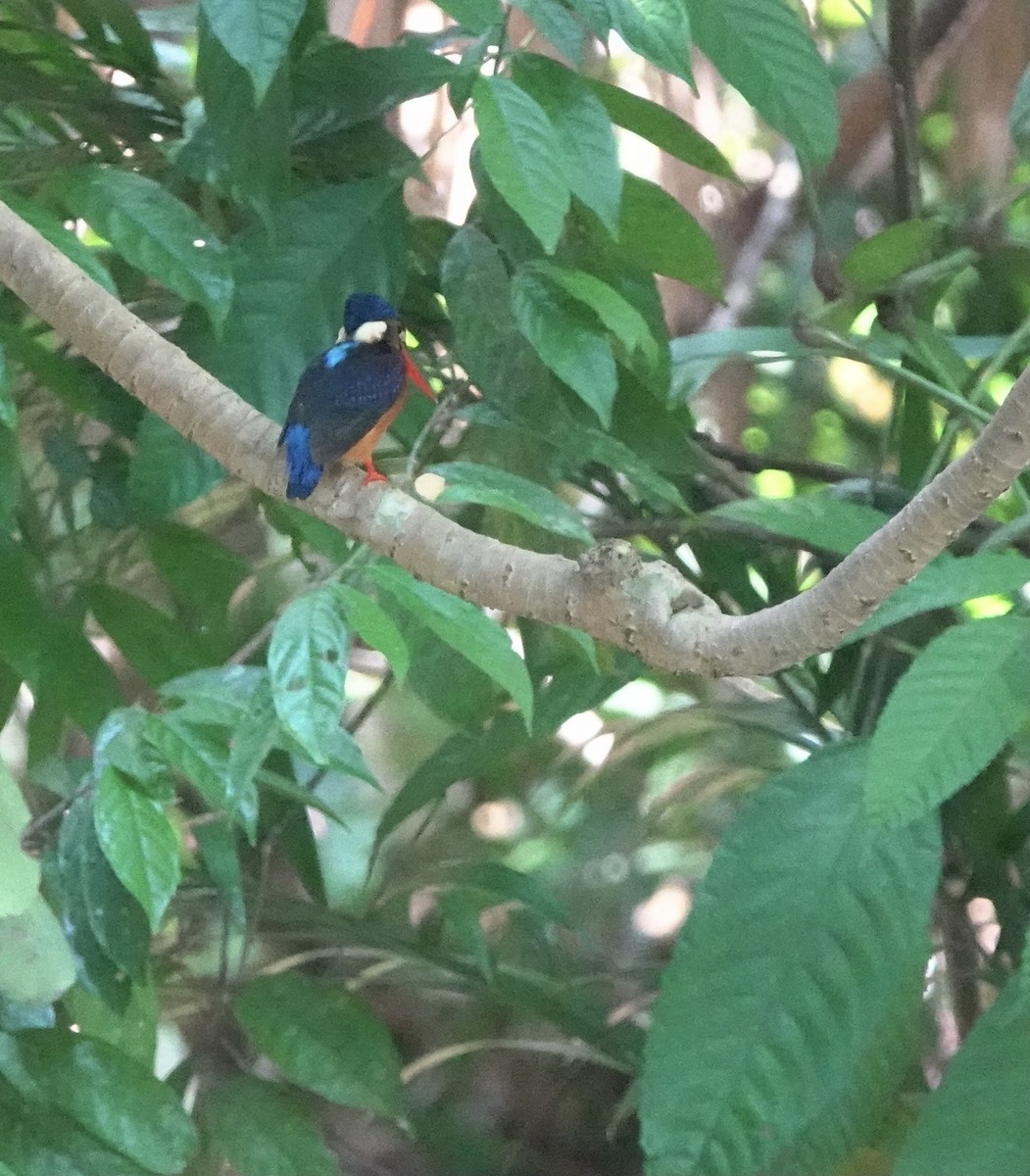 Blue-eared Kingfisher - ML356690541