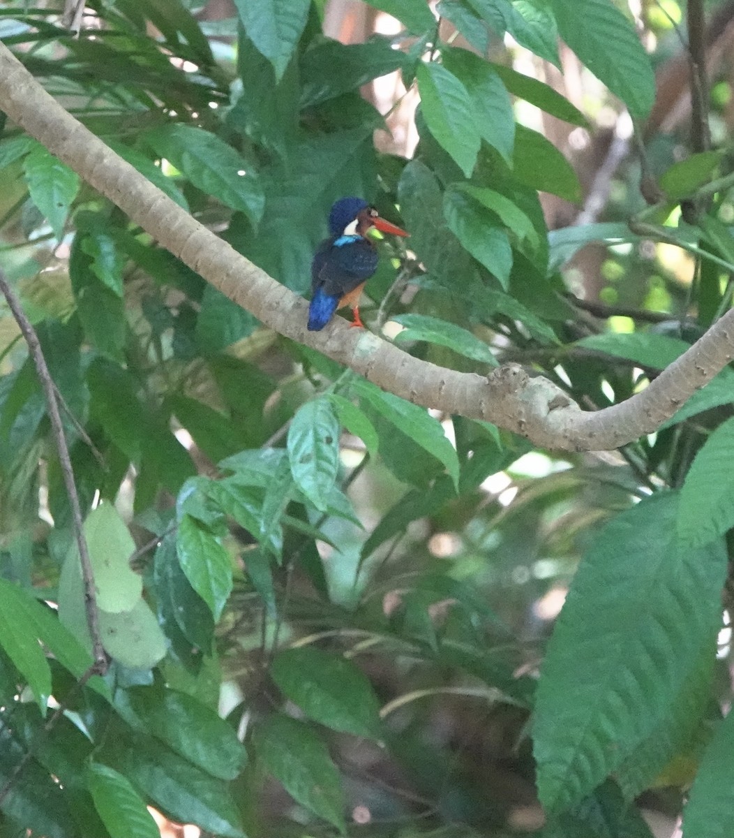 Blue-eared Kingfisher - ML356690551