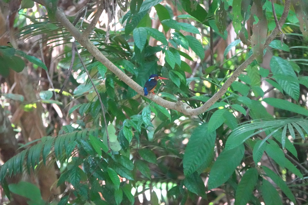 Blue-eared Kingfisher - ML356690561