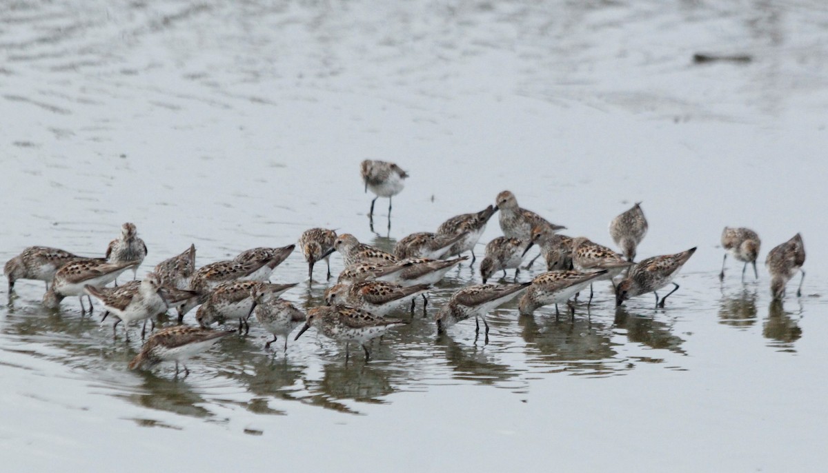 Western Sandpiper - Isabel Raymundo González