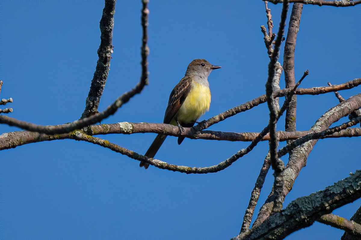 Great Crested Flycatcher - ML356695121