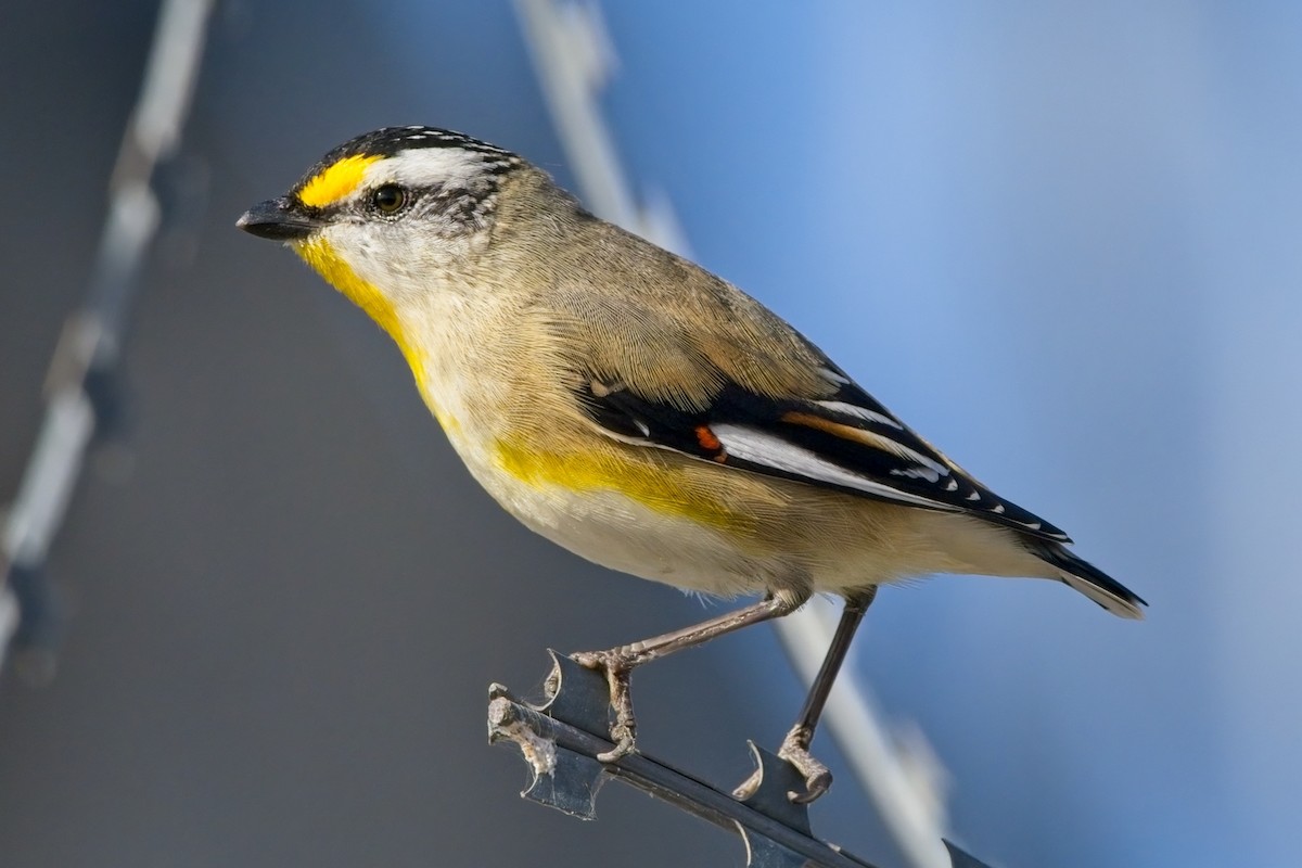 Striated Pardalote - ML356695611