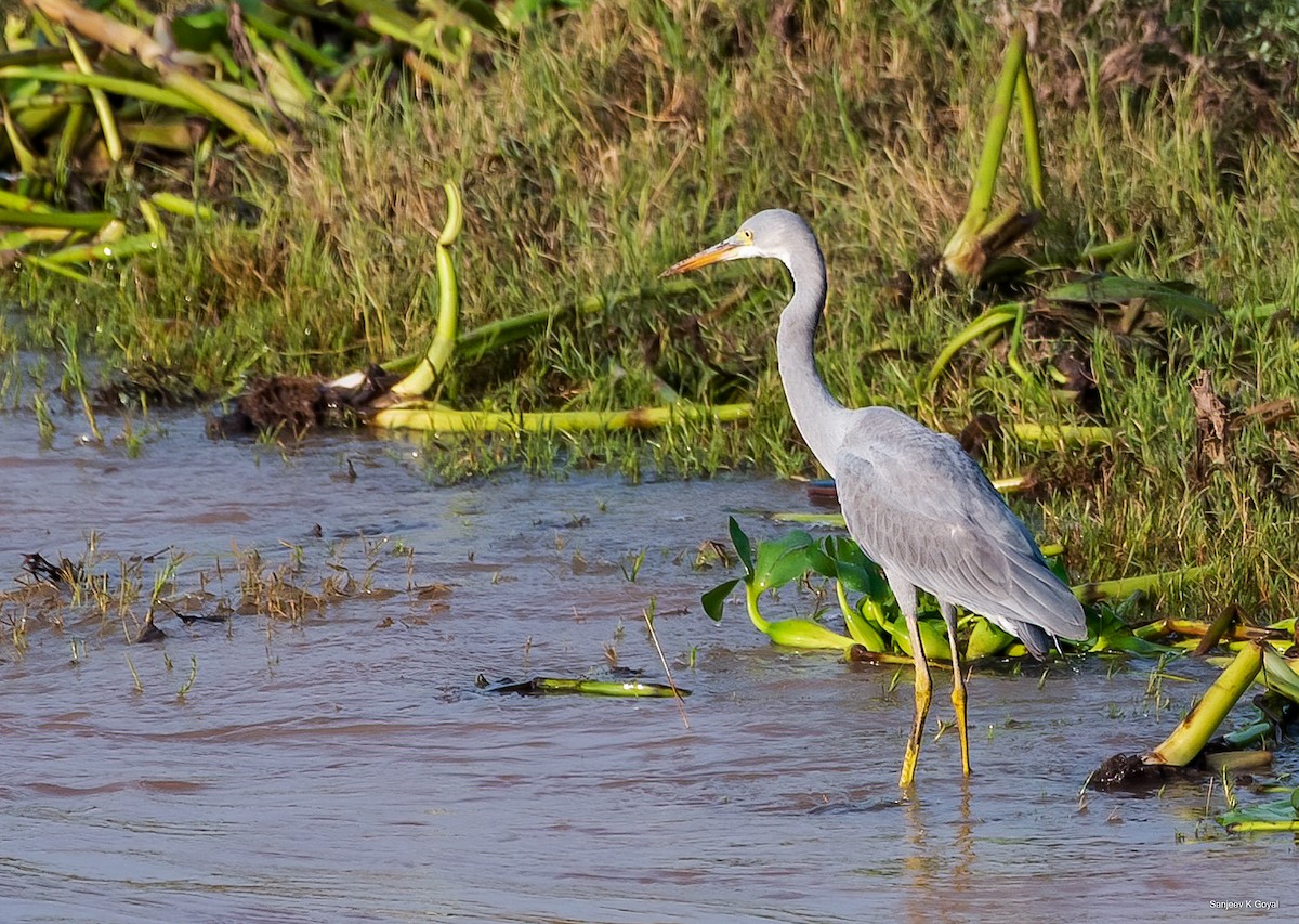 Western Reef-Heron - ML356695961