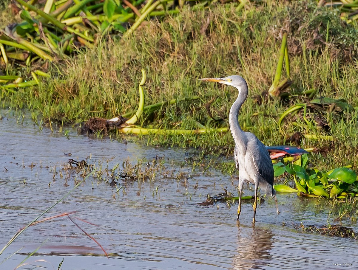 Western Reef-Heron - ML356695981