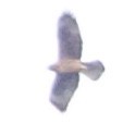 Австралийский орёл-карлик - ML356697021