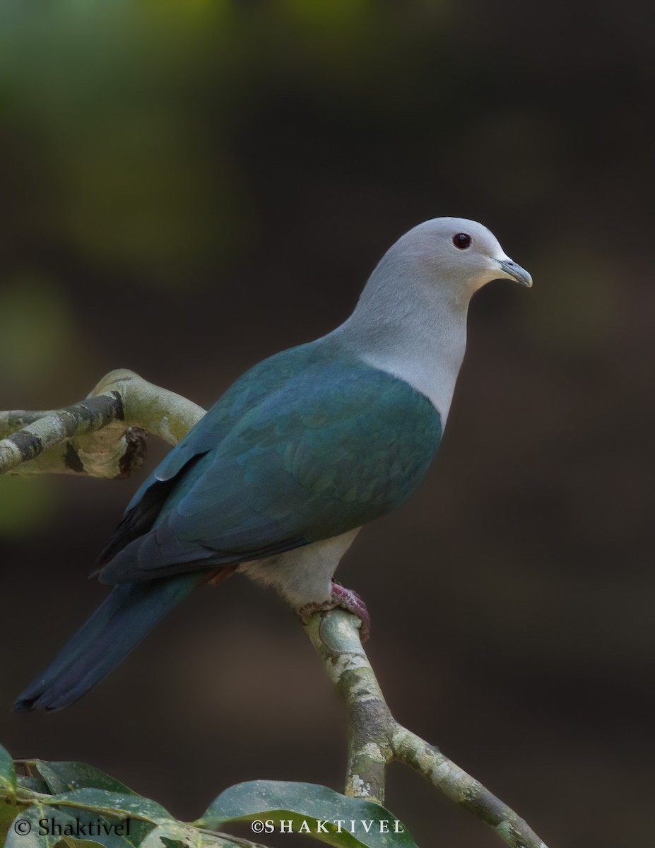 Green Imperial-Pigeon - Shakti - Tribesmen.in