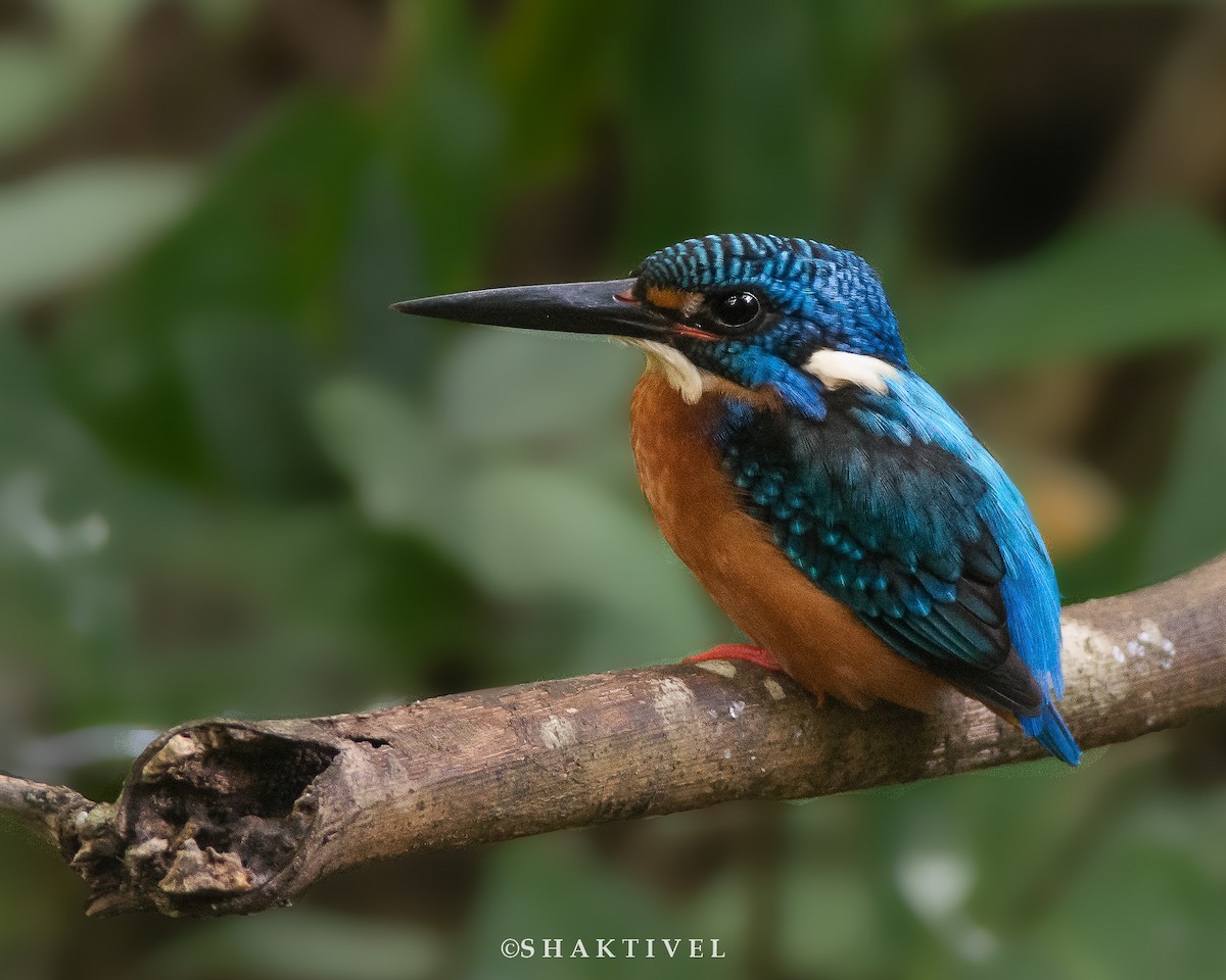 Blue-eared Kingfisher - Shakti - Tribesmen.in